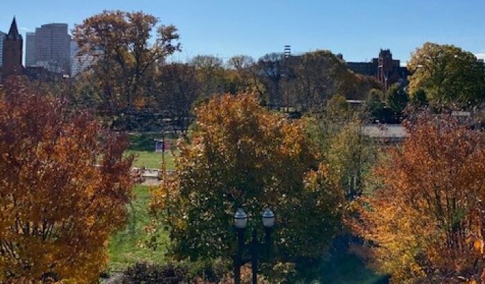 Park trees during fall